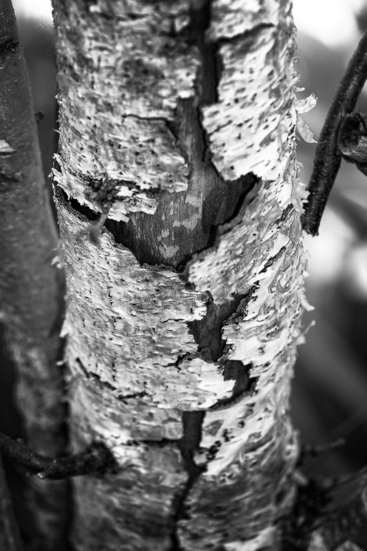 "Torn"