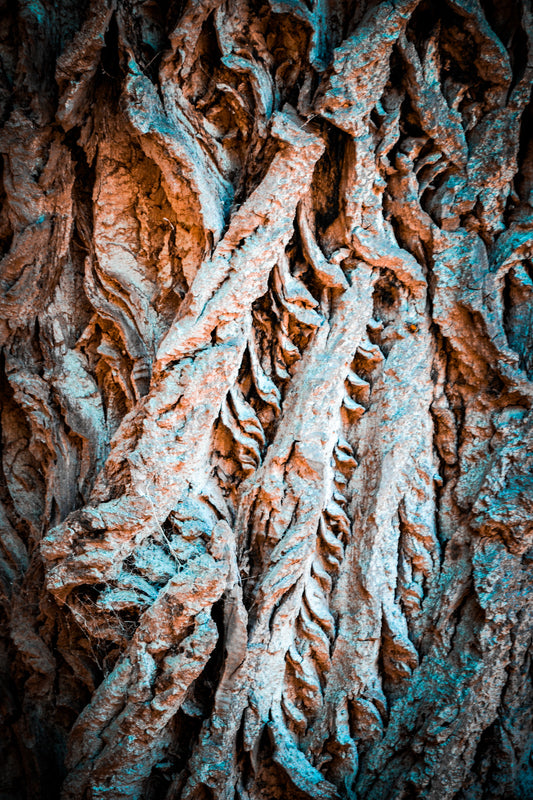 Copper Bark