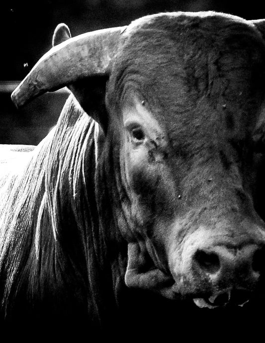 Don's Choice: "Stillness"