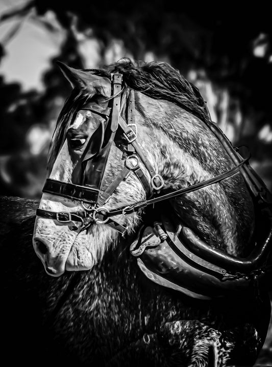 Head Turner: Black N White