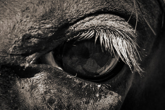 Don's Choice: "Watchful Soul"