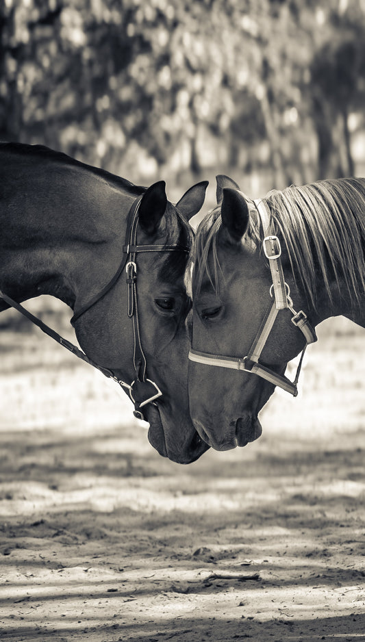 Don's Choice: "The Gentle Meeting"