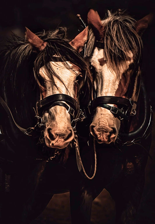 The Brothers