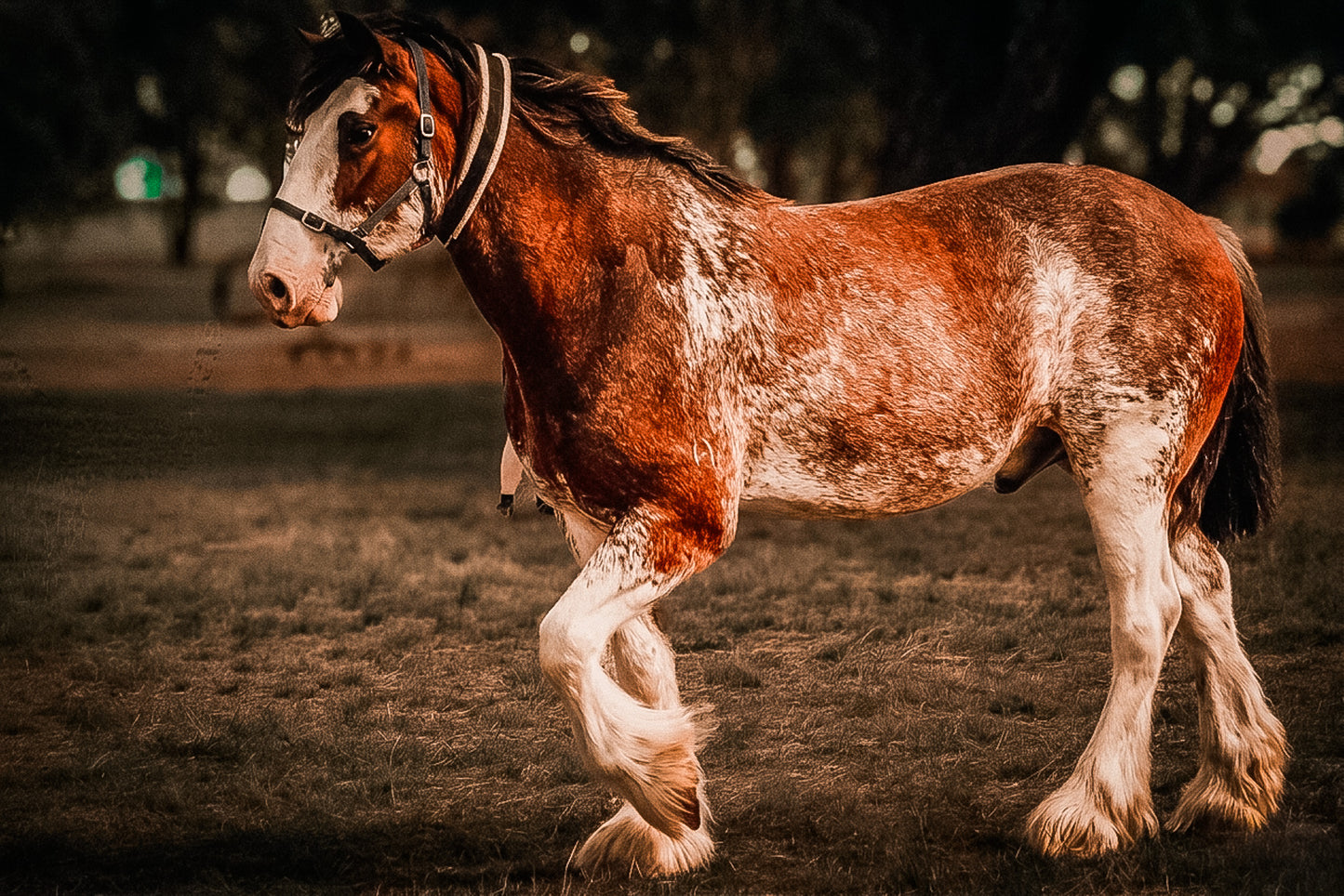 The Gentle Giant