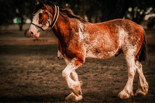 The Gentle Giant